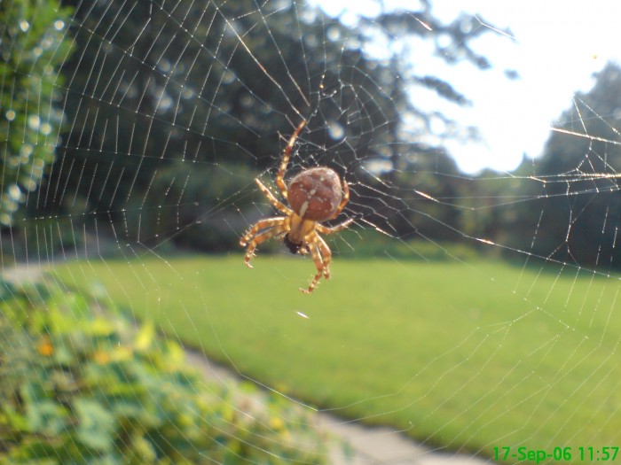 natuurfoto's