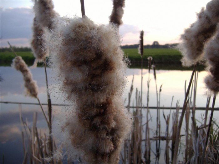 natuurfoto's