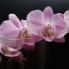 natuurfoto's