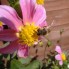 natuurfoto's
