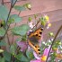 natuurfoto's