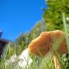 natuurfoto's