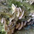 natuurfoto's