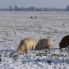 natuurfoto's
