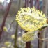 natuurfoto's