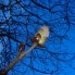 natuurfoto's
