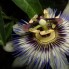 natuurfoto's