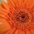 natuurfoto's