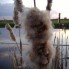 natuurfoto's