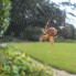 natuurfoto's