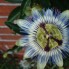 natuurfoto's